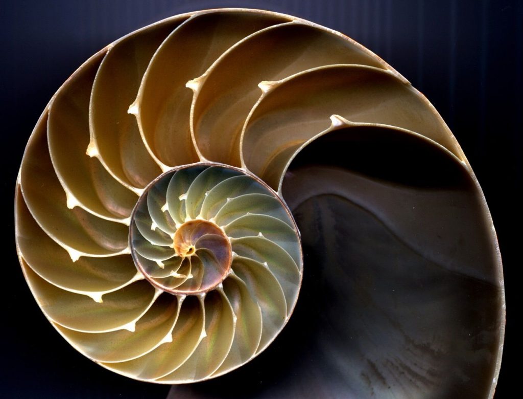 nautile spirale